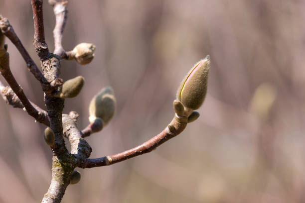 magnolia branch with buds - focus on foreground magnolia branch blooming imagens e fotografias de stock