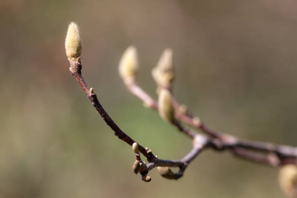 magnolia branch in the spring - focus on foreground magnolia branch blooming imagens e fotografias de stock