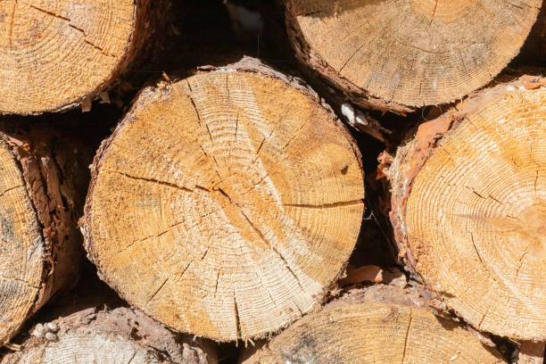istock Cross-section of a pine trunk. 1217588842