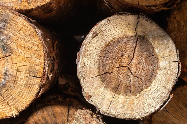 istock Cross-section of a pine trunk. 1217588891