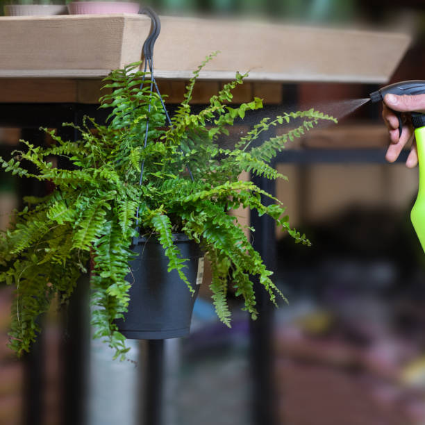 istock Watering Silk Ferns plant 1217588961