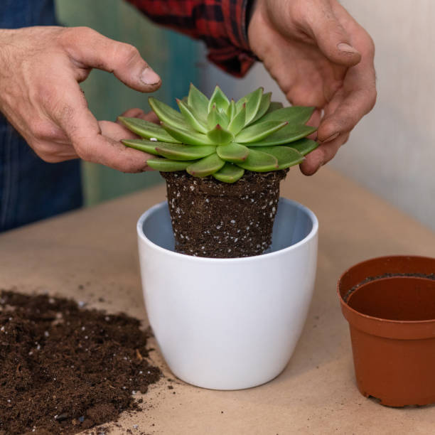 istock Making of beautiful terrarium with succulent, cactus, rocks and soil 1217589075