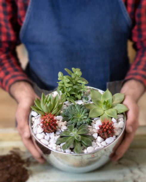 Natural, organic house plant, flower in the pot