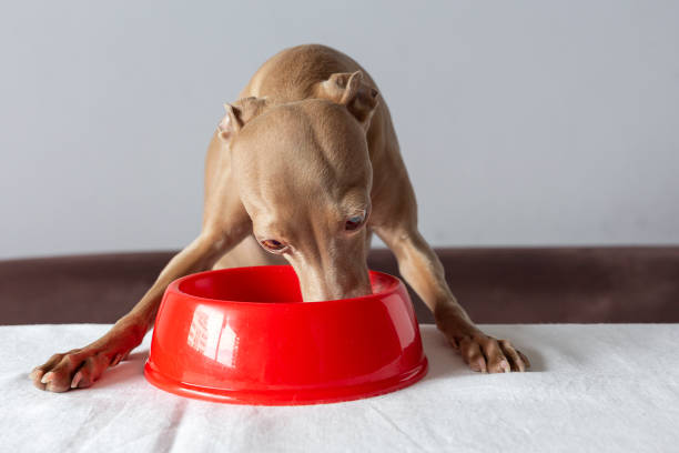 istock Dog eating at the table in quarantine. Coronavirus concept 1217589129