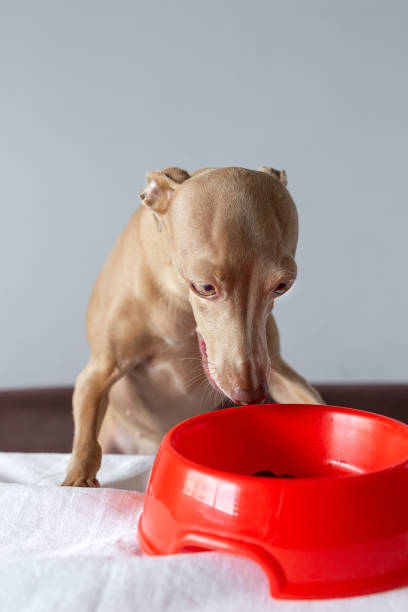 istock Dog eating at the table in quarantine. Coronavirus concept 1217589141