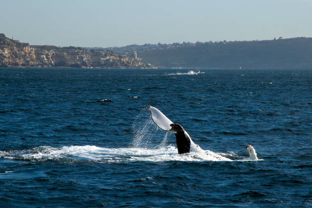 istock Whale watching off South Head with coastline in background 1217589336