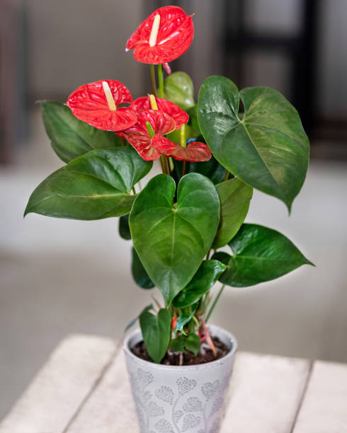 istock Red Anthurium Laceleaf flower plant in the white pot 1217589367