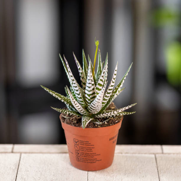 istock Aloe variegata close up 1217589412