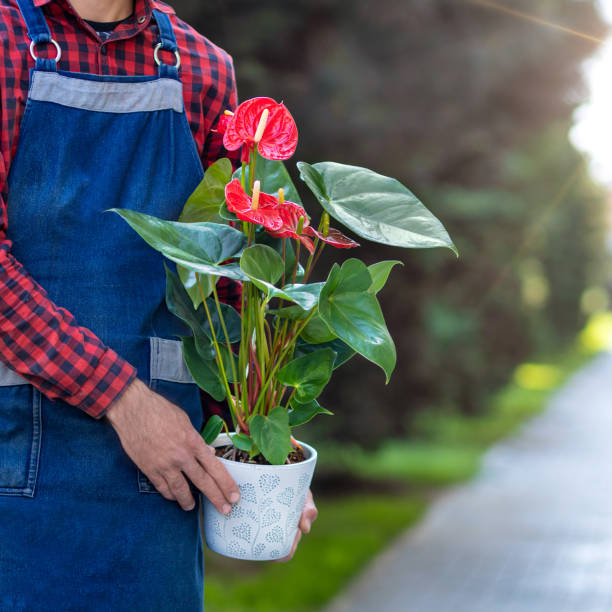 istock Worker holding Red Anthurium Laceleaf flower plant 1217589422