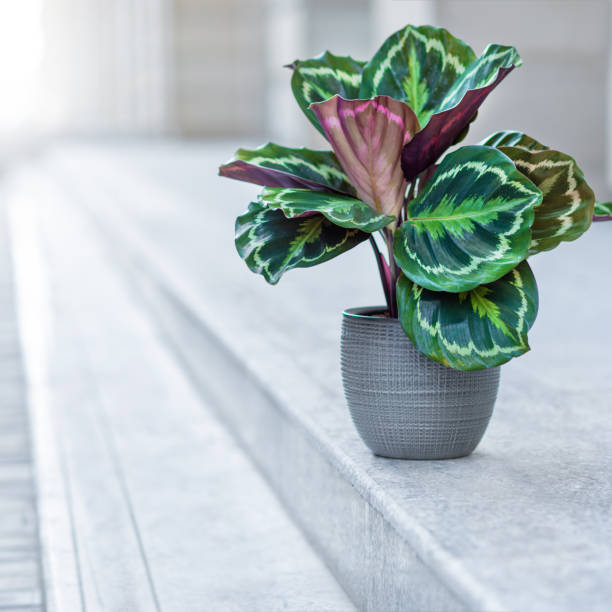 Beautiful Calathea plant in pot Natural, organic house plant, flower in the pot calathea photos stock pictures, royalty-free photos & images