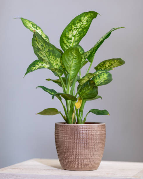 istock Dieffenbachia Dumb canes plant close up 1217589458