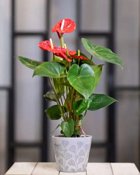 Natural, organic house plant, flower in the pot