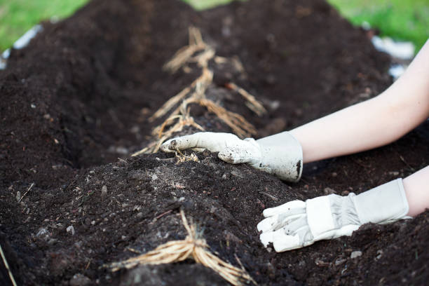 Hands Planting Asparagus Rhizomes in Rich Soil A young woman's hands planting a row of Asparagus rhizomes in a raised bed filled with organic compost and humus. Extreme shallow depth of field with selective focus on crown of root near back hand. grow Asparagus  stock pictures, royalty-free photos & images