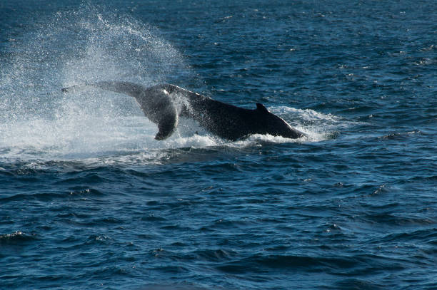 istock Humpback whale powering through water on migration north 1217590141