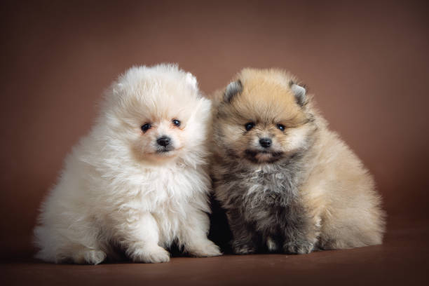 istock Pomeranian Puppy on brown background 1217590414