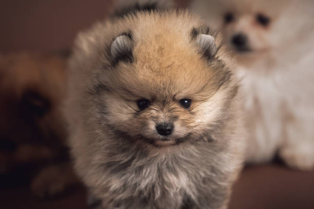 istock Pomeranian Puppy on brown background 1217590417