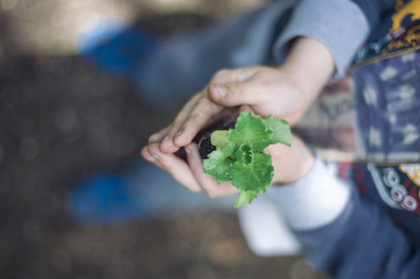 istock child hands with small seedling - salad plant protected by kid 1217590653