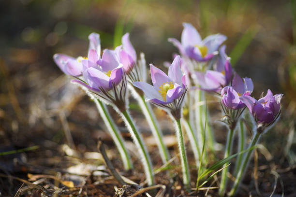 Close-up view of beautiful wild pasque flowers blooming in springtime