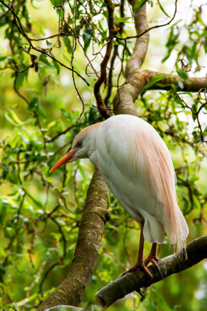 istock Heron keeper-oxen perched on a branch 1217592968