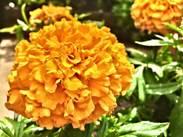 orange african marigolds in the garden - san diego, ca samuel howell stock pictures, royalty-free photos & images