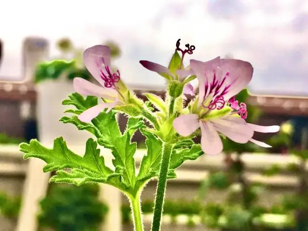 Photo of flowering citronella geranium