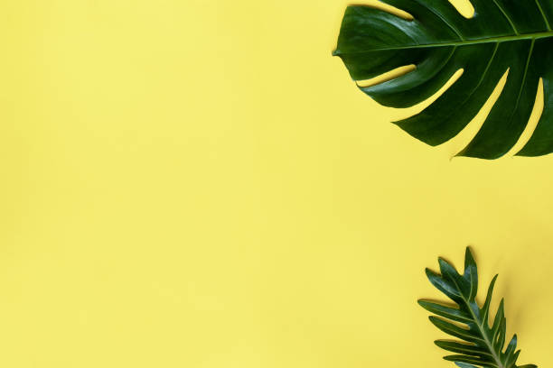 istock green leaves for background and wallpaper 1217594118