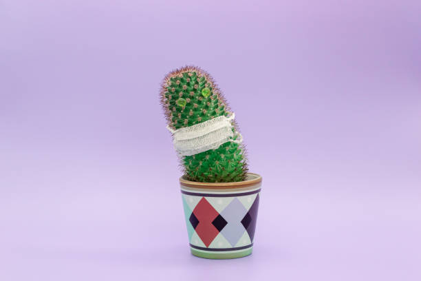 istock Cactus in a medical mask 1217595400