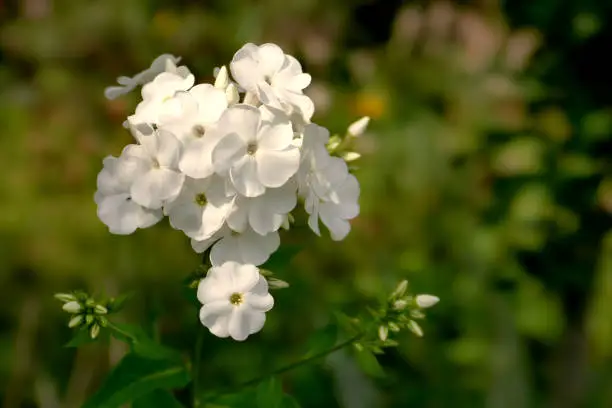 White Phlox - Phlox paniculata - Flameflower is a classic farm garden perennial