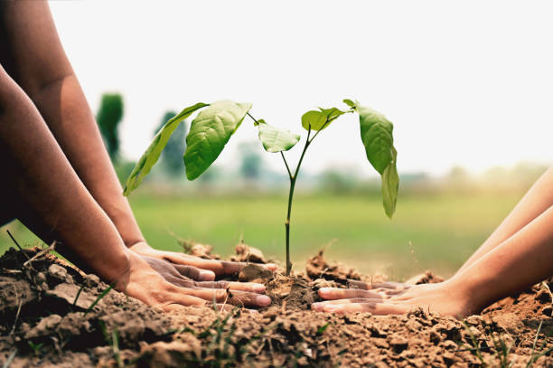 istock closeup two hand helping planting tree in nature for save earth. environment eco concept 1217597170