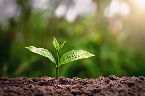 istock young tree growing on dirt in nature with sunshine background. environment concept 1217597187