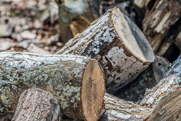 istock A pile of Logs 1217597338