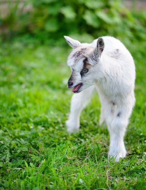 istock White baby goat standing on green lawn 1217598393