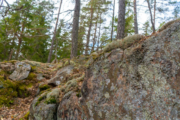 istock Old stones in scandinavian forest. 1217599187