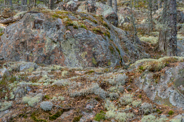 istock Old stones in scandinavian forest. 1217599962