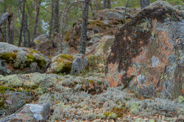 istock Old stones in scandinavian forest. 1217600579