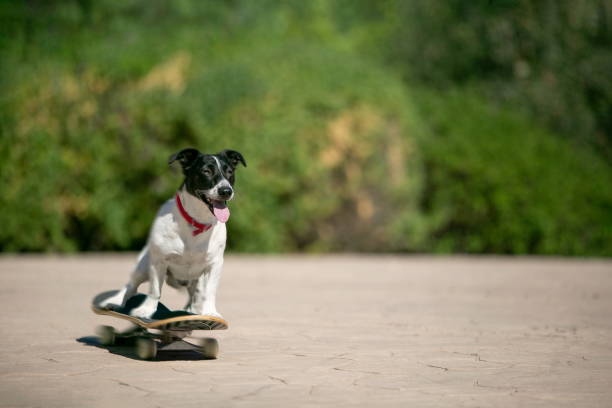 istock Dog on a Skate Board 1217600881
