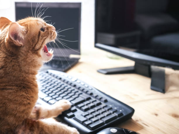 katze wütend über die arbeit von zu hause, und nicht in der lage, wegen der covid-19 quarantäne verlassen - problems computer pc frustration stock-fotos und bilder