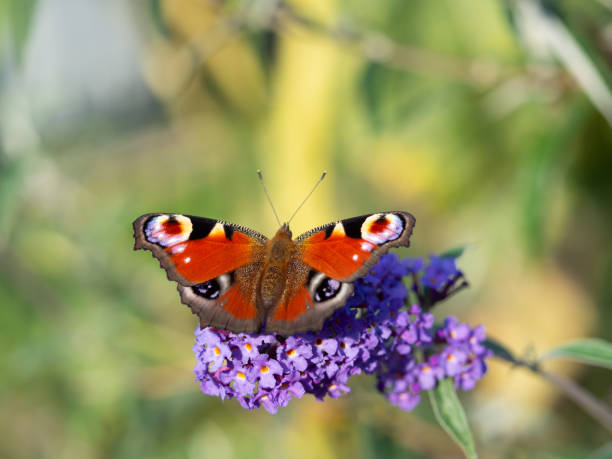 istock European peacock butterfly (Aglais Io) sitting on Buddleja davidii 1217602958