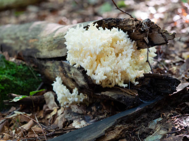istock Hericium coralloides, coral tooth fungus on dead tree 1217602970