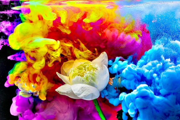 White lotus in the colorful water