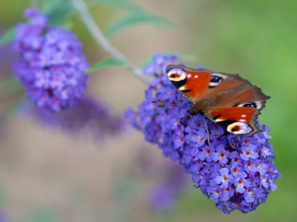 A Fire-rim Tortoiseshell butterfly, gathers pollen from a summer lilac flowers in autumn.