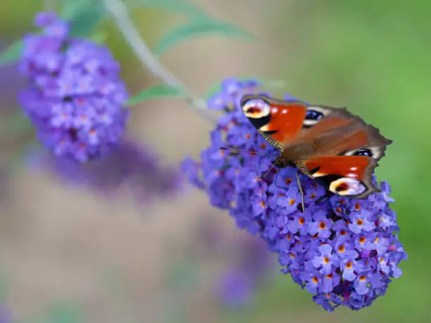 Photo of European peacock butterfly (Aglais Io) sitting on Buddleja davidii