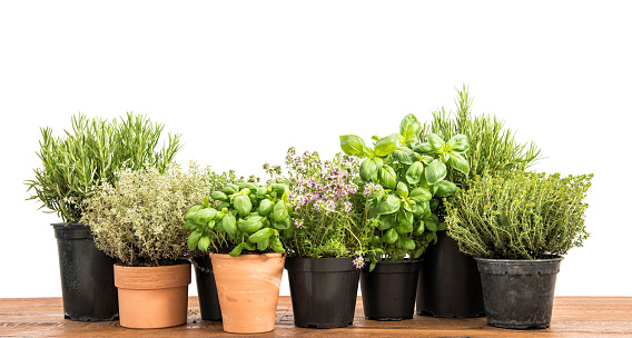 Fresh green potted herbs. Basil, rosemary, thyme, savory on white background