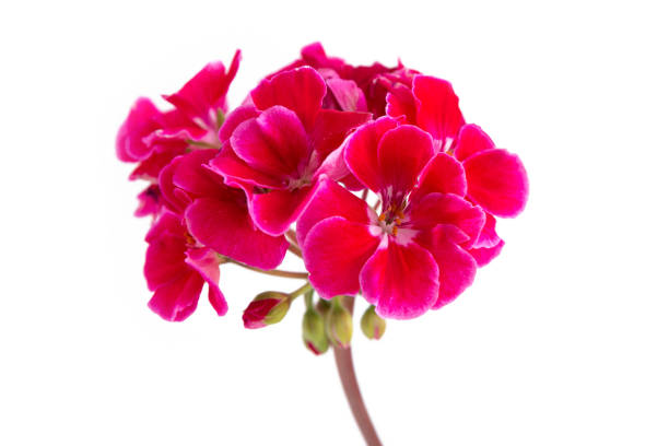 inflorescencia única con inflorescencias de geranio rojo aisladas sobre un fondo blanco. - geranium flower pink leaf fotografías e imágenes de stock