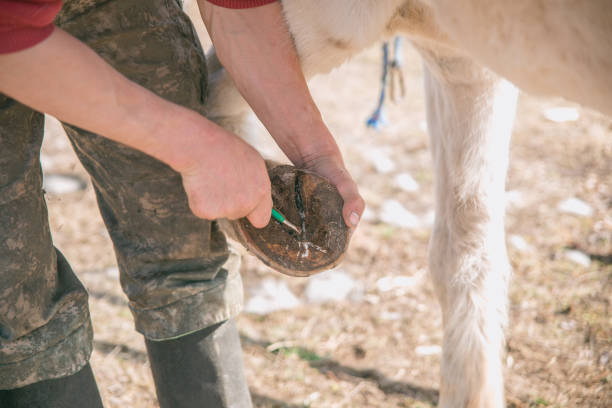 istock A man cleans a horse's hooves with a special brush. 1217606034