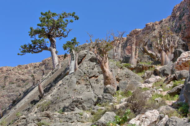 Endemic trees of Socotra