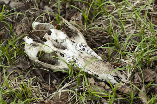 istock Skull of wild animal. 1217607126