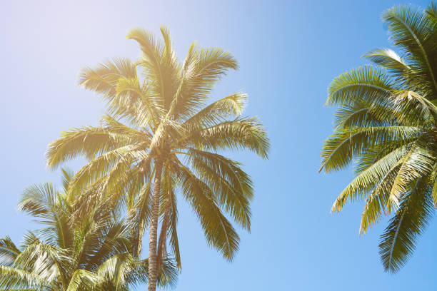 istock Coconut Palm Trees, Beautiful Tropical Background, Summer Concept. 1217608882