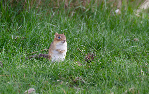 Chipmunk Standing in Grass