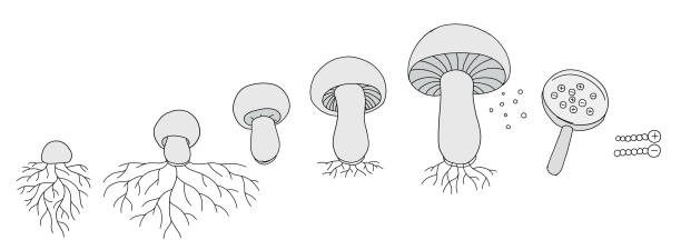 The life cycle of mushrooms. Stages of mushroom growth. Growing mycelium at home. Development stage animation progression. Ripening period vector infographic. The life cycle of mushrooms. Stages of mushroom growth. Growing mycelium at home. Development stage animation progression. Ripening period vector infographic clipart. hypha stock illustrations